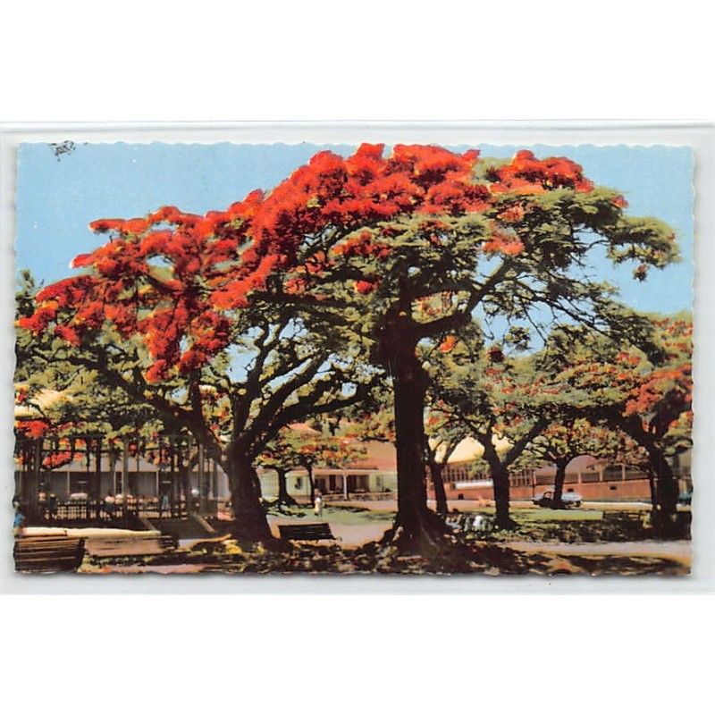 Rare collectable postcards of NEW CALEDONIA. Vintage Postcards of NEW CALEDONIA