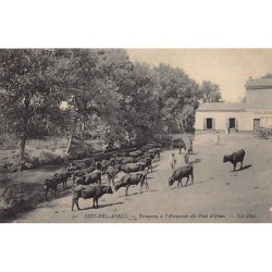 Rare collectable postcards of Algeria. Vintage Postcards of Algeria