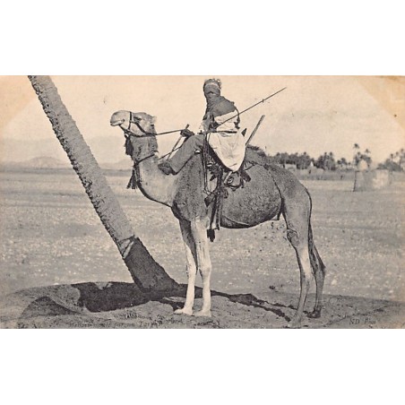 Rare collectable postcards of Algeria. Vintage Postcards of Algeria