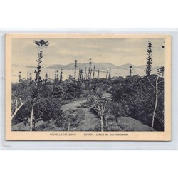 Rare collectable postcards of NEW CALEDONIA. Vintage Postcards of NEW CALEDONIA