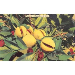 Grenada - Nutmegs - Publ. Colourpicture