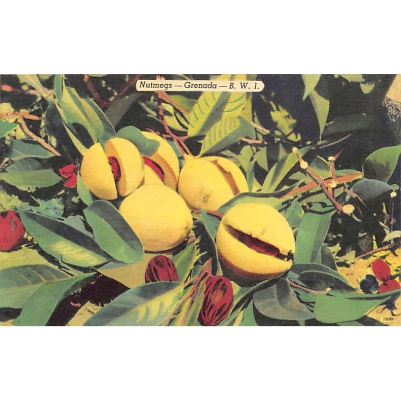 Rare collectable postcards of GRENADA. Vintage Postcards of GRENADA