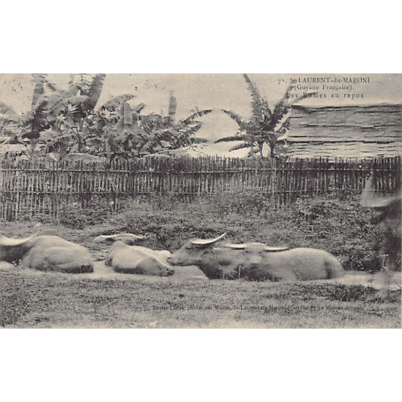 Rare collectable postcards of FRENCH GUIANA. Vintage Postcards of FRENCH GUIANA