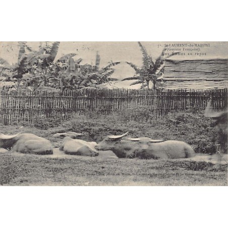 Rare collectable postcards of FRENCH GUIANA. Vintage Postcards of FRENCH GUIANA