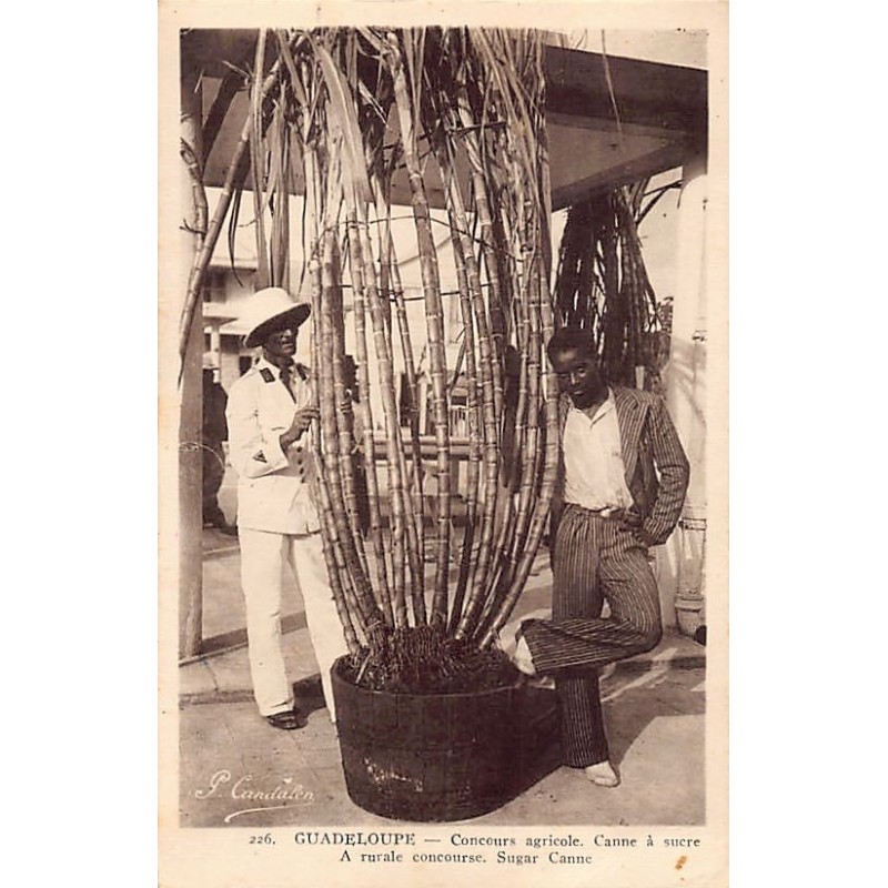 Rare collectable postcards of GUADELOUPE. Vintage Postcards of GUADELOUPE