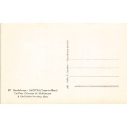 Rare collectable postcards of GUADELOUPE. Vintage Postcards of GUADELOUPE