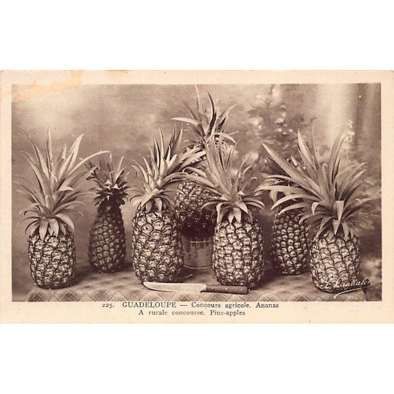 Rare collectable postcards of GUADELOUPE. Vintage Postcards of GUADELOUPE