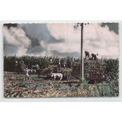 Rare collectable postcards of GUADELOUPE. Vintage Postcards of GUADELOUPE