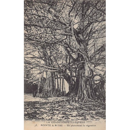 Rare collectable postcards of GUADELOUPE. Vintage Postcards of GUADELOUPE