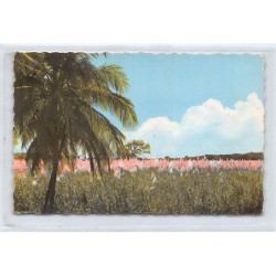 Rare collectable postcards of GUADELOUPE. Vintage Postcards of GUADELOUPE