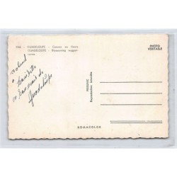 Rare collectable postcards of GUADELOUPE. Vintage Postcards of GUADELOUPE