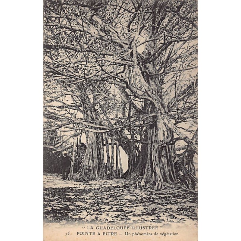 Rare collectable postcards of GUADELOUPE. Vintage Postcards of GUADELOUPE