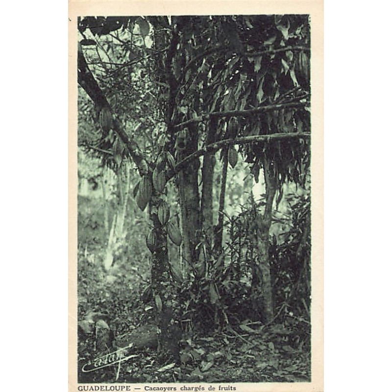 Rare collectable postcards of GUADELOUPE. Vintage Postcards of GUADELOUPE