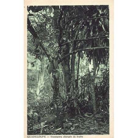 Rare collectable postcards of GUADELOUPE. Vintage Postcards of GUADELOUPE