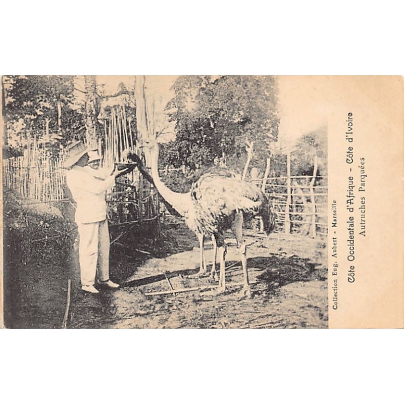 Rare collectable postcards of CÔTE D'IVOIRE. Vintage Postcards of CÔTE D'IVOIRE