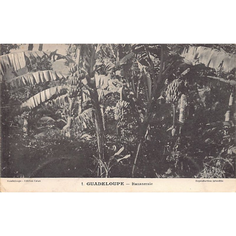 Rare collectable postcards of GUADELOUPE. Vintage Postcards of GUADELOUPE