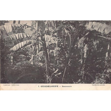 Rare collectable postcards of GUADELOUPE. Vintage Postcards of GUADELOUPE