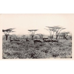Kenya - Herd of antelopes -...