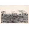 Kenya - Herd of antelopes - REAL PHOTO - Publ. Martin Johnson