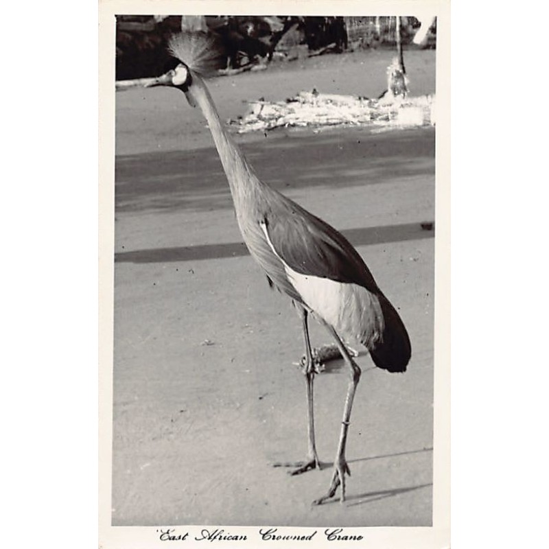 Rare collectable postcards of KENYA. Vintage Postcards of KENYA