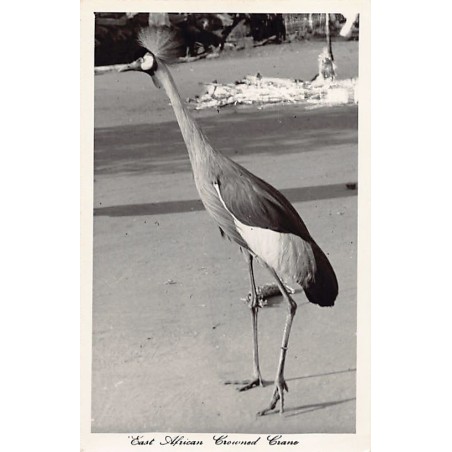 Rare collectable postcards of KENYA. Vintage Postcards of KENYA