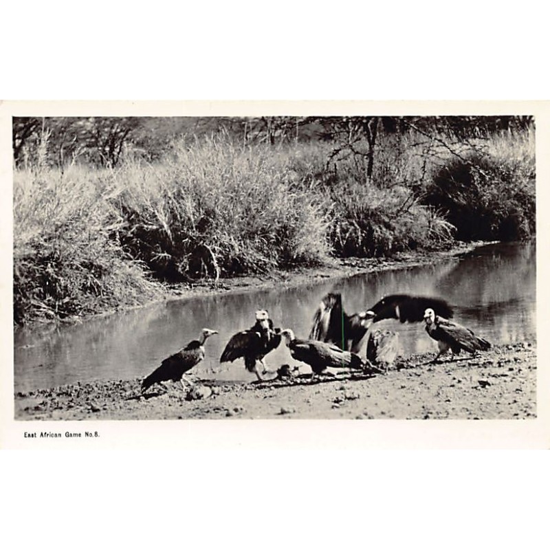 Rare collectable postcards of KENYA. Vintage Postcards of KENYA