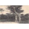 Rare collectable postcards of MALI. Vintage Postcards of MALI