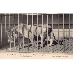 Rare collectable postcards of MALI. Vintage Postcards of MALI