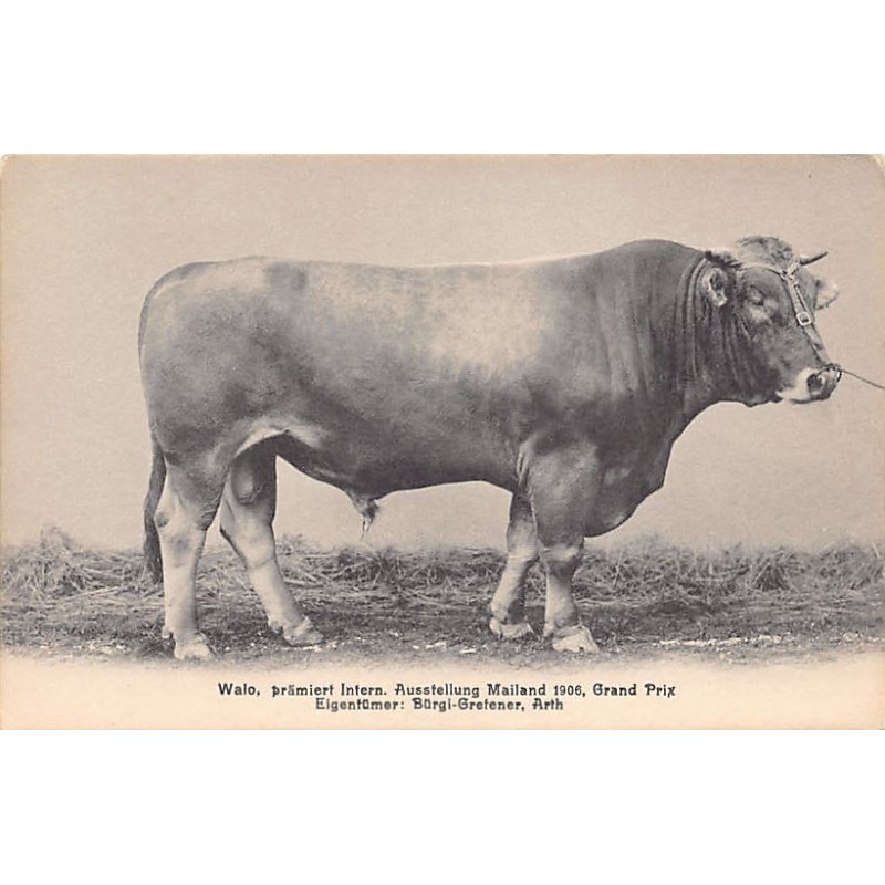 Rare collectable postcards of SWITZERLAND Suisse Schweiz Svizzera. Vintage Postcards of SWITZERLAND Suisse Schweiz Svizzera