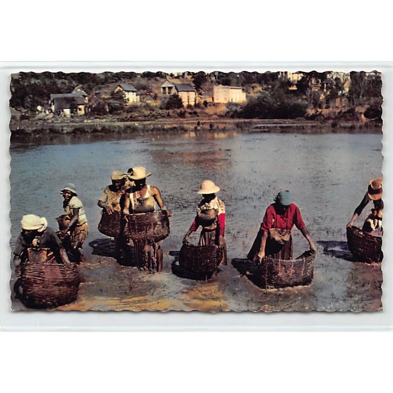 Rare collectable postcards of MADAGASCAR. Vintage Postcards of MADAGASCAR