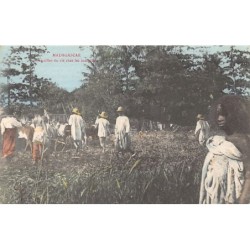 Rare collectable postcards of MADAGASCAR. Vintage Postcards of MADAGASCAR
