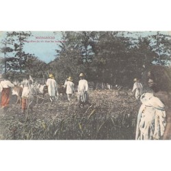 Rare collectable postcards of MADAGASCAR. Vintage Postcards of MADAGASCAR