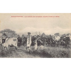 Rare collectable postcards of MADAGASCAR. Vintage Postcards of MADAGASCAR