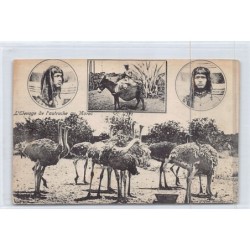 Rare collectable postcards of MOROCCO. Vintage Postcards of MOROCCO