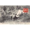 Rare collectable postcards of TANZANIA. Vintage Postcards of TANZANIA