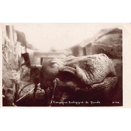 Rare collectable postcards of CAMEROON. Vintage Postcards of CAMEROON