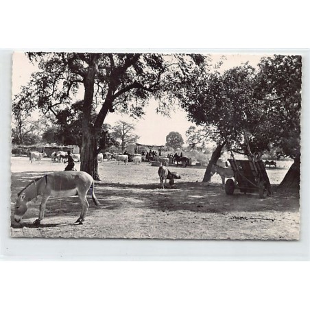 Rare collectable postcards of GUINEA CONAKRY. Vintage Postcards of GUINEA CONAKRY