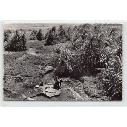 Rare collectable postcards of GUINEA CONAKRY. Vintage Postcards of GUINEA CONAKRY