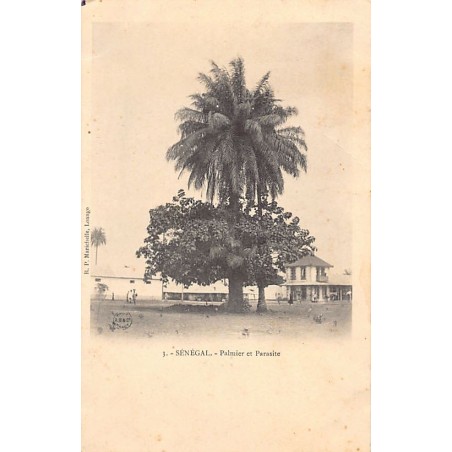Rare collectable postcards of SENEGAL. Vintage Postcards of SENEGAL