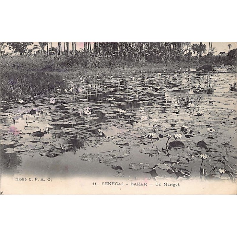 Rare collectable postcards of SENEGAL. Vintage Postcards of SENEGAL