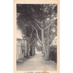 Rare collectable postcards of ALGERIA. Vintage Postcards of ALGERIA