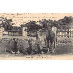 Rare collectable postcards of ALGERIA. Vintage Postcards of ALGERIA