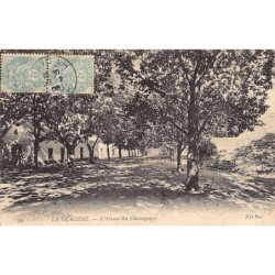Rare collectable postcards of ALGERIA. Vintage Postcards of ALGERIA