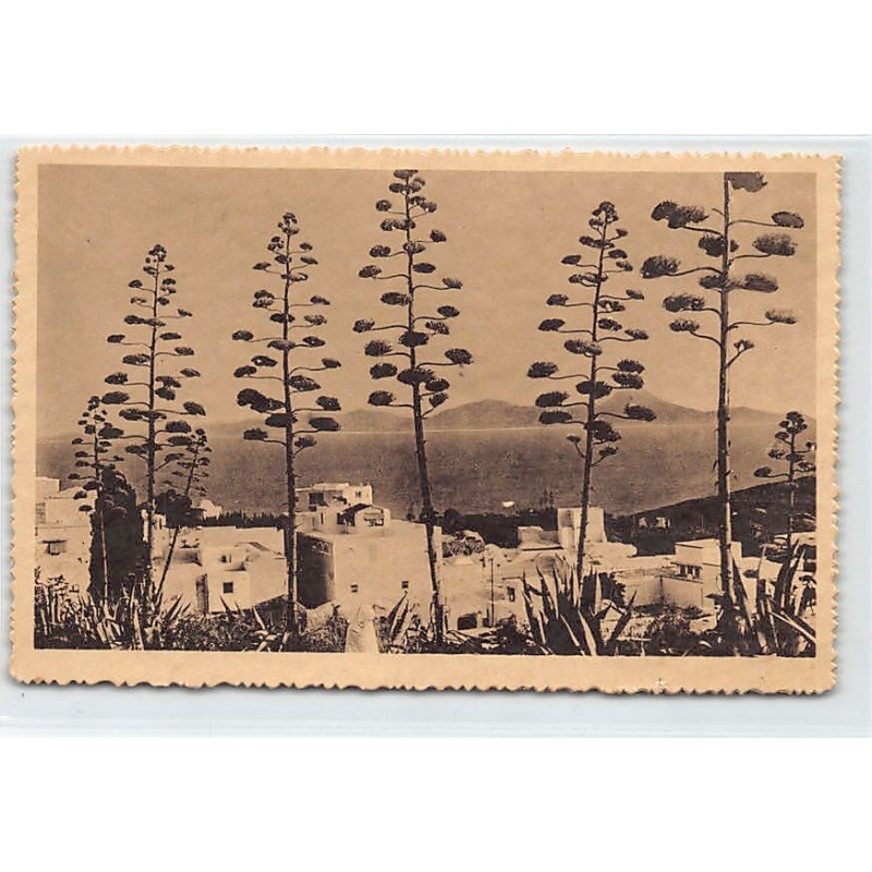 Rare collectable postcards of TUNISIA. Vintage Postcards of TUNISIA