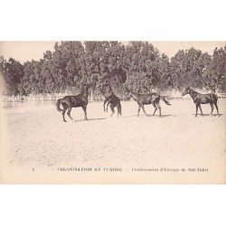 Rare collectable postcards of TUNISIA. Vintage Postcards of TUNISIA