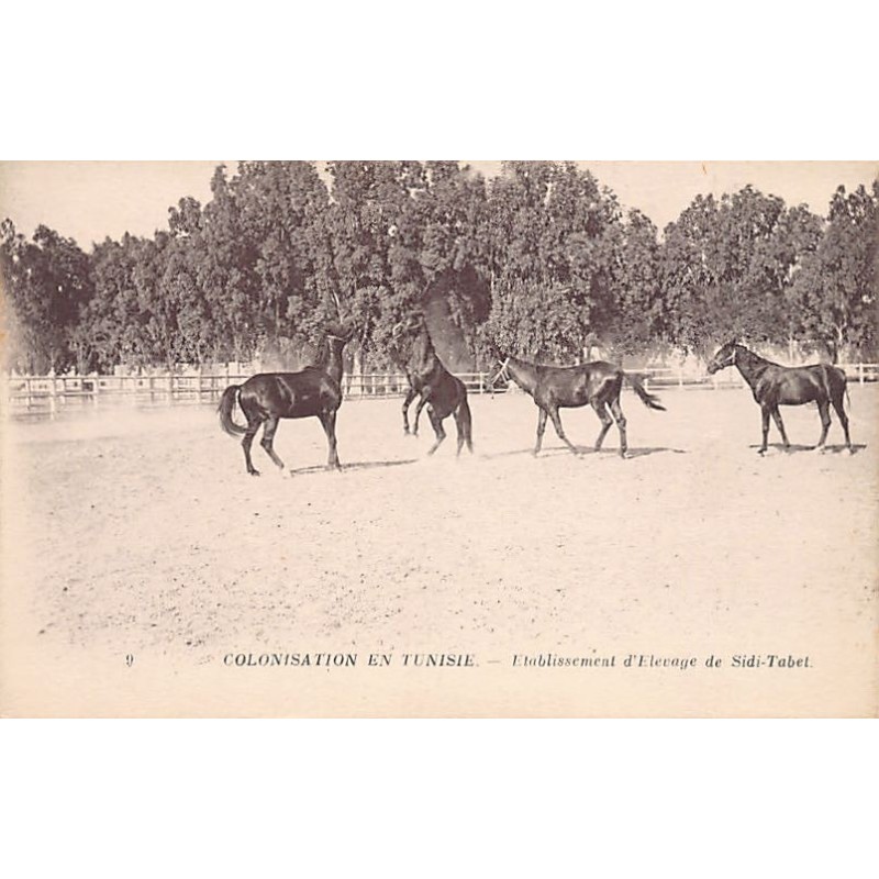 Rare collectable postcards of TUNISIA. Vintage Postcards of TUNISIA