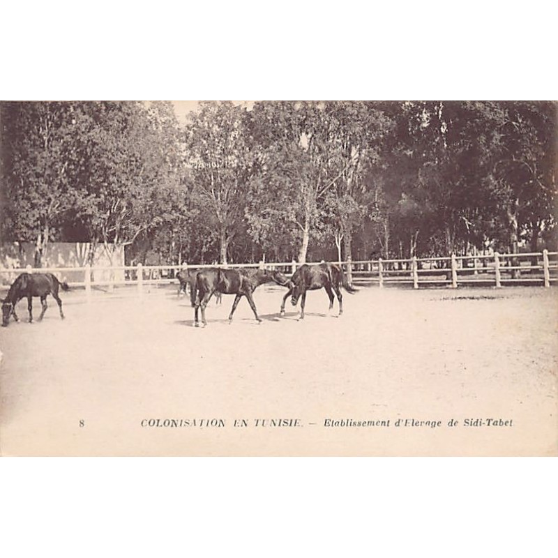 Rare collectable postcards of TUNISIA. Vintage Postcards of TUNISIA