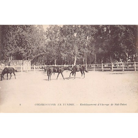 Rare collectable postcards of TUNISIA. Vintage Postcards of TUNISIA