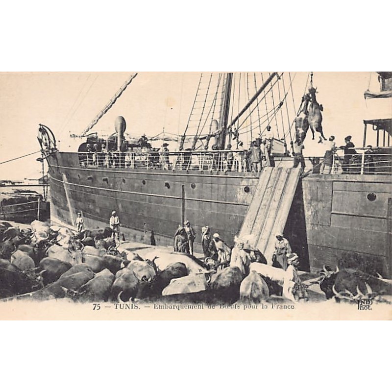 Rare collectable postcards of TUNISIA. Vintage Postcards of TUNISIA