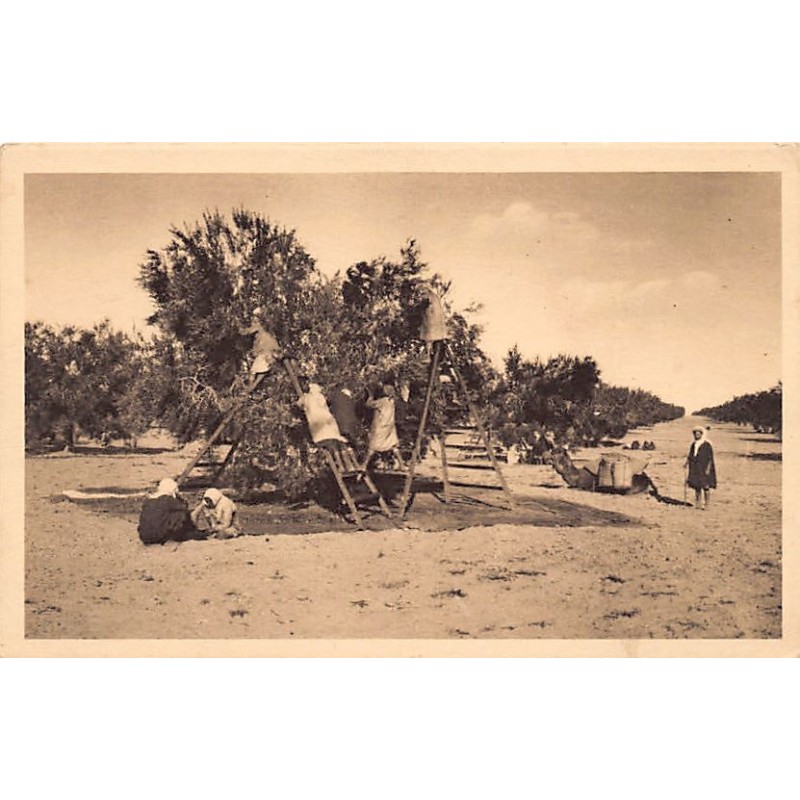 Rare collectable postcards of TUNISIA. Vintage Postcards of TUNISIA